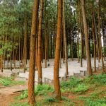 Nyungu Ya Mawe: Uganda’s Hidden Eco-Tourism Gem